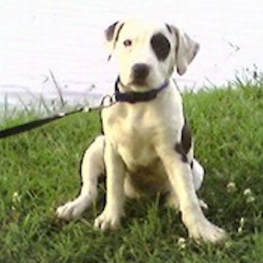 Sheppard-Coles Trixie Pit Bull Front.jpg